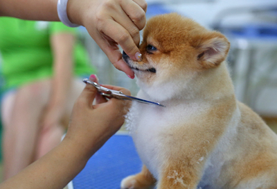 北京雪思嘉寵物美容師培訓(xùn)學(xué)校：寵物美容時容易出現(xiàn)哪些危險？